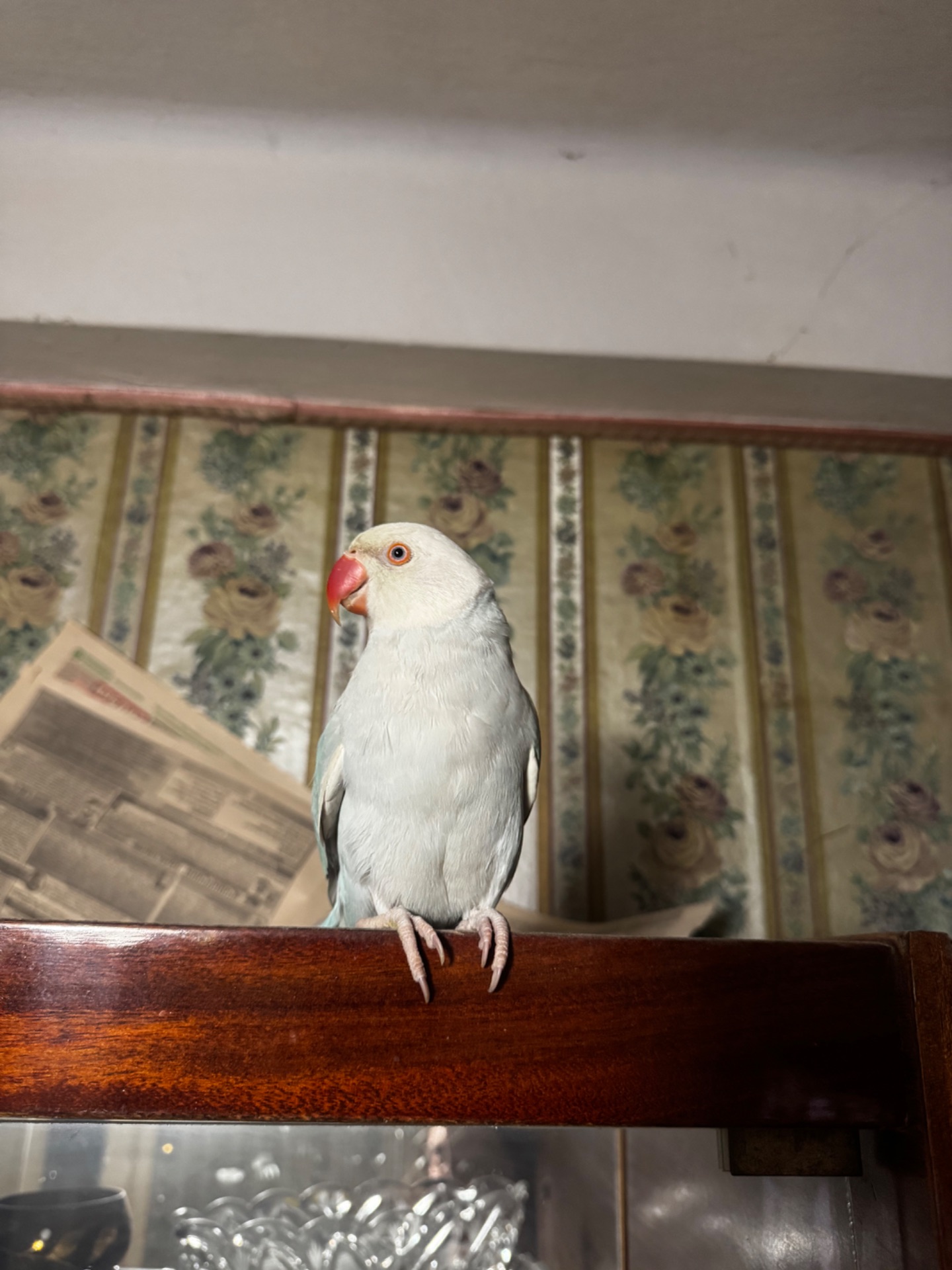 Ожереловый попугай