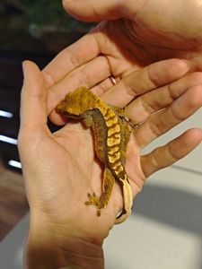 Продам хлопчика бананоїда