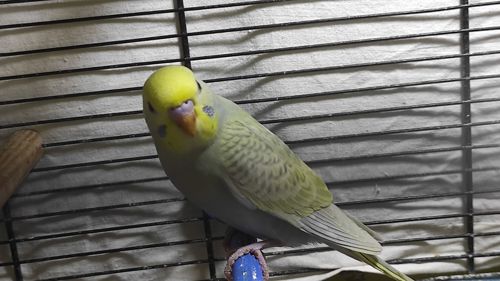 Радужные волнистые попугайчики