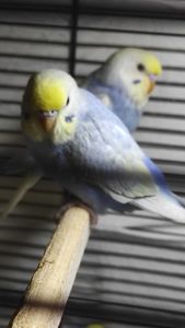 Радужные волнистые попугайчики