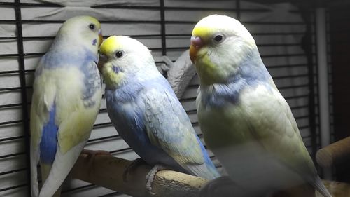 Радужные волнистые попугайчики