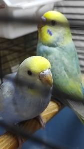 Радужные волнистые попугайчики