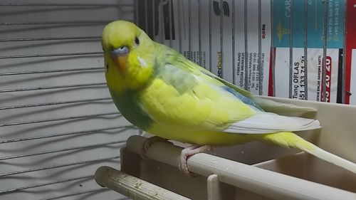 Радужные волнистые попугайчики