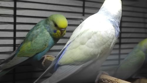 Радужные волнистые попугайчики