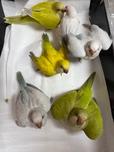 Ручні квакери докормиші