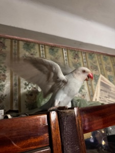 Ожереловый попугай