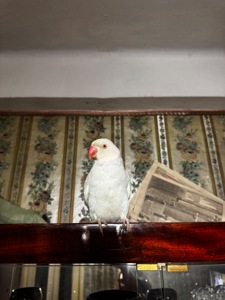 Ожереловый попугай