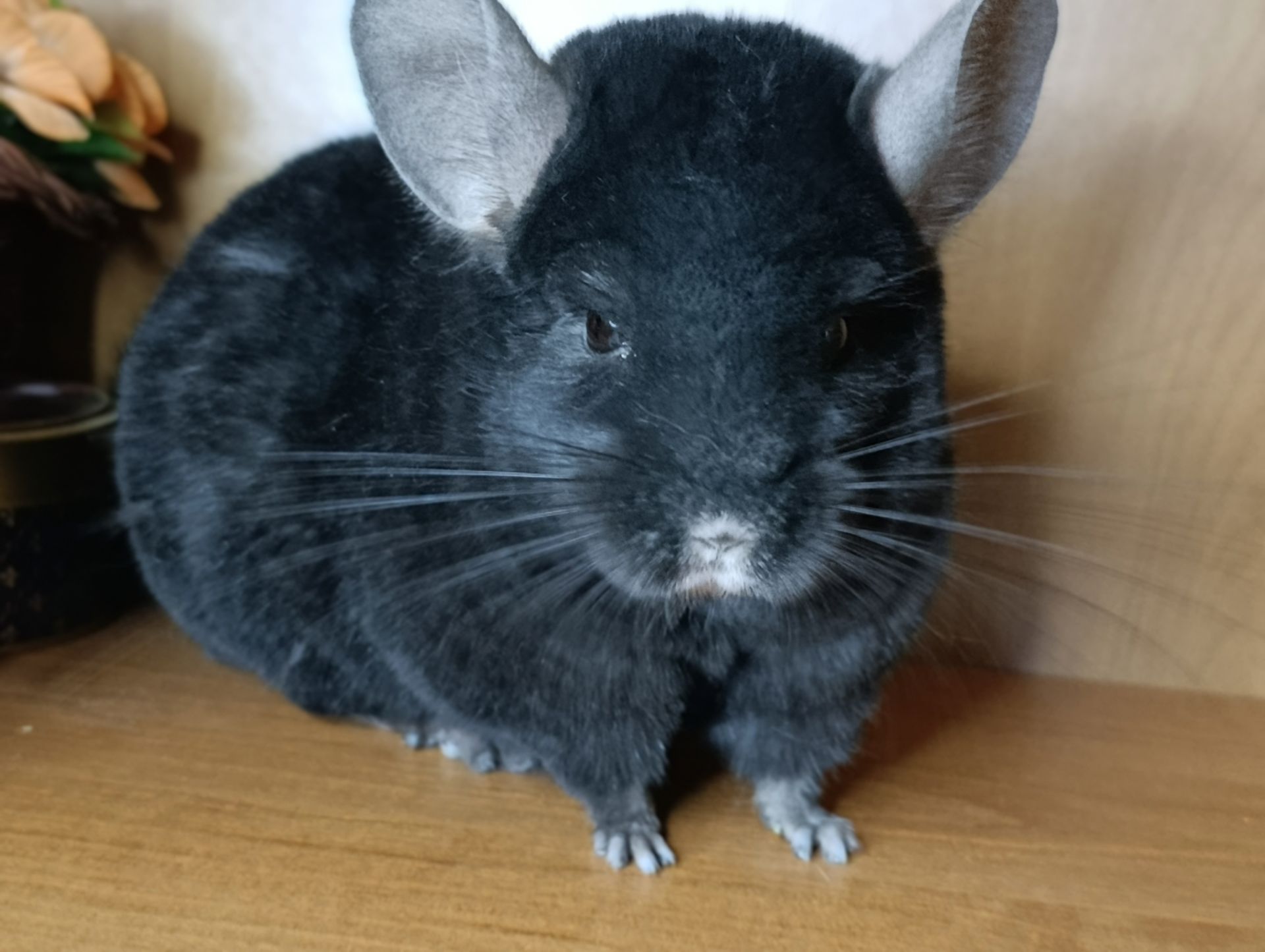 Сім'я шиншил