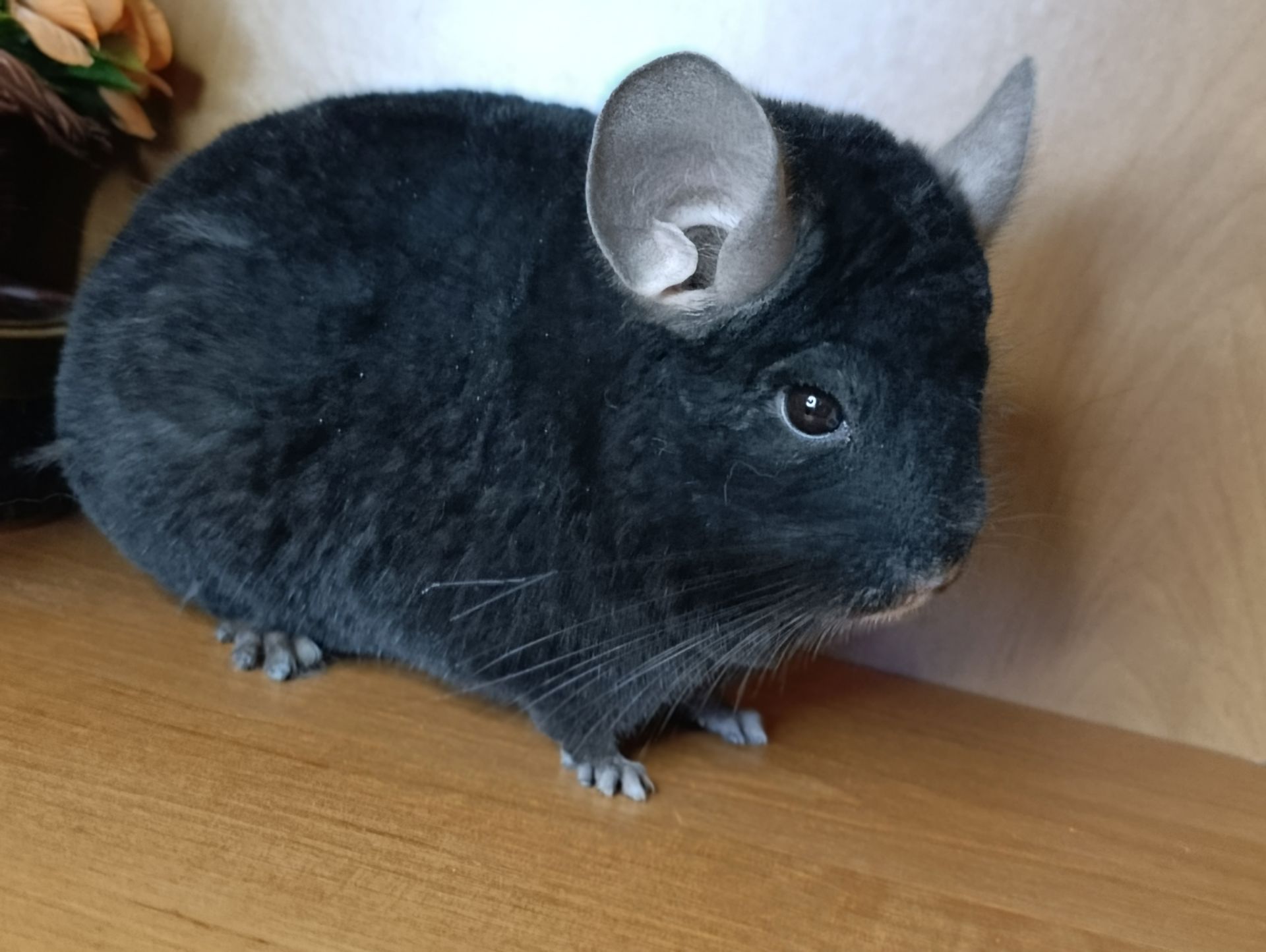 Сім'я шиншил