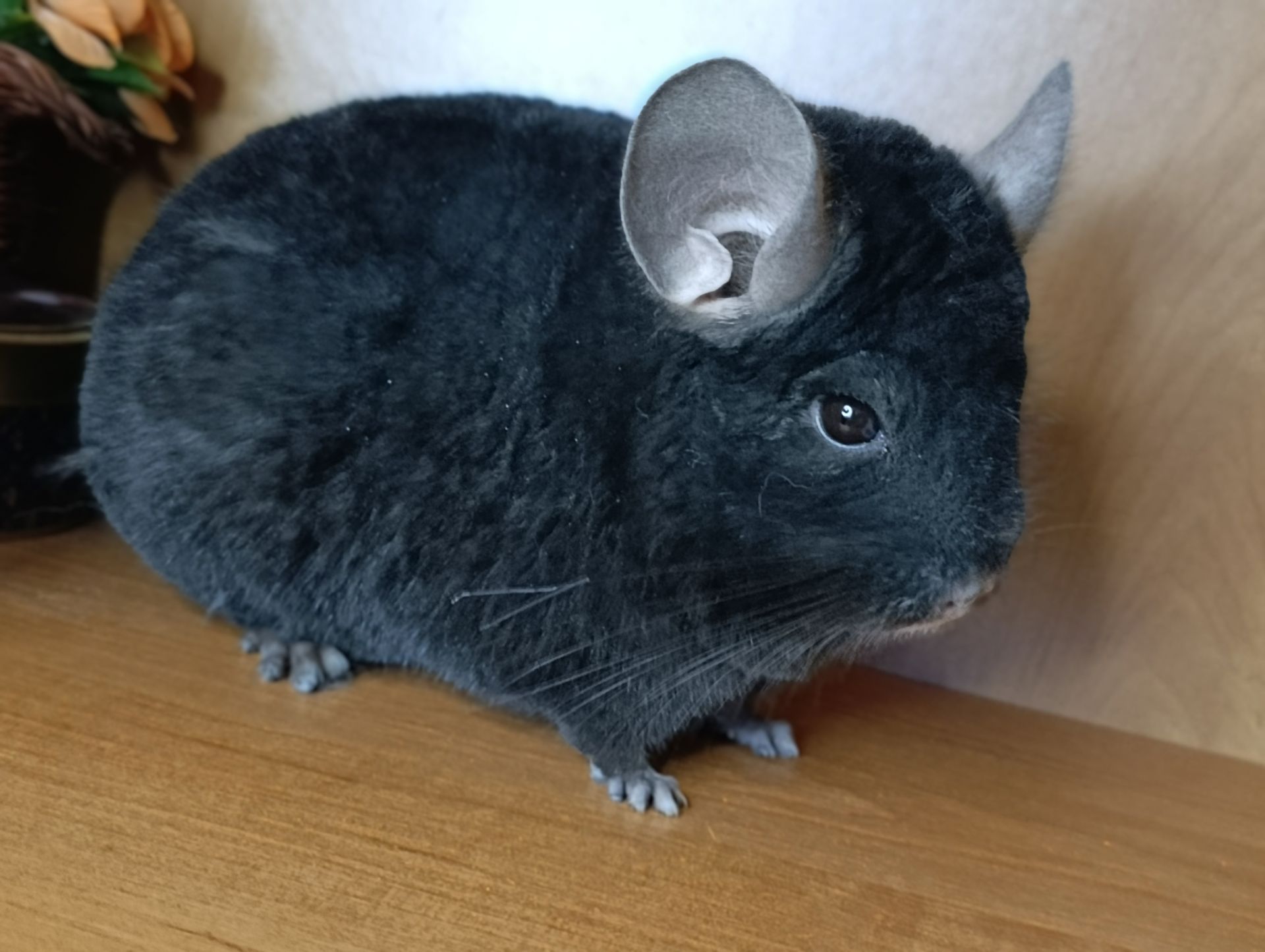 Сім'я шиншил