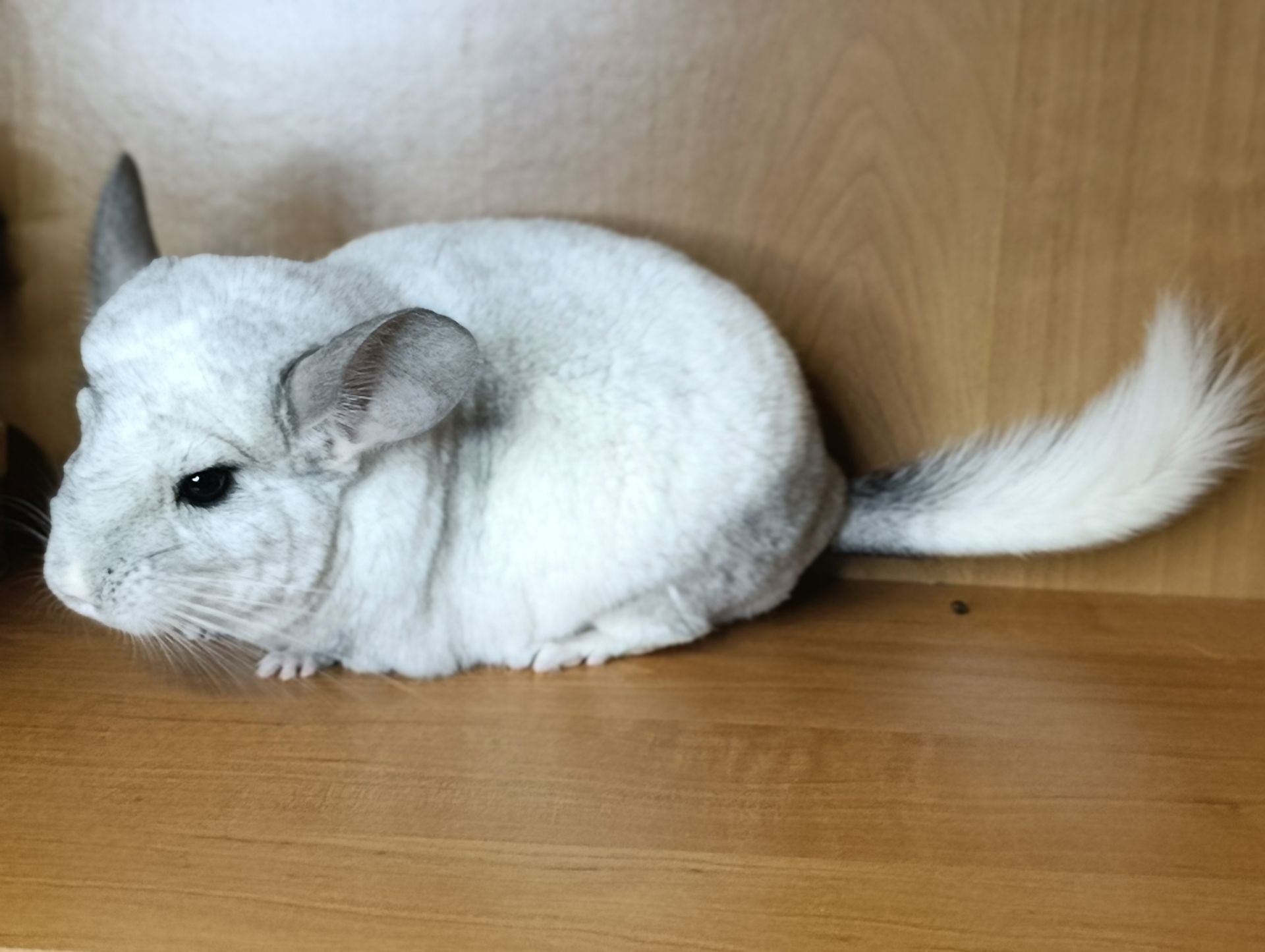 Сім'я шиншил