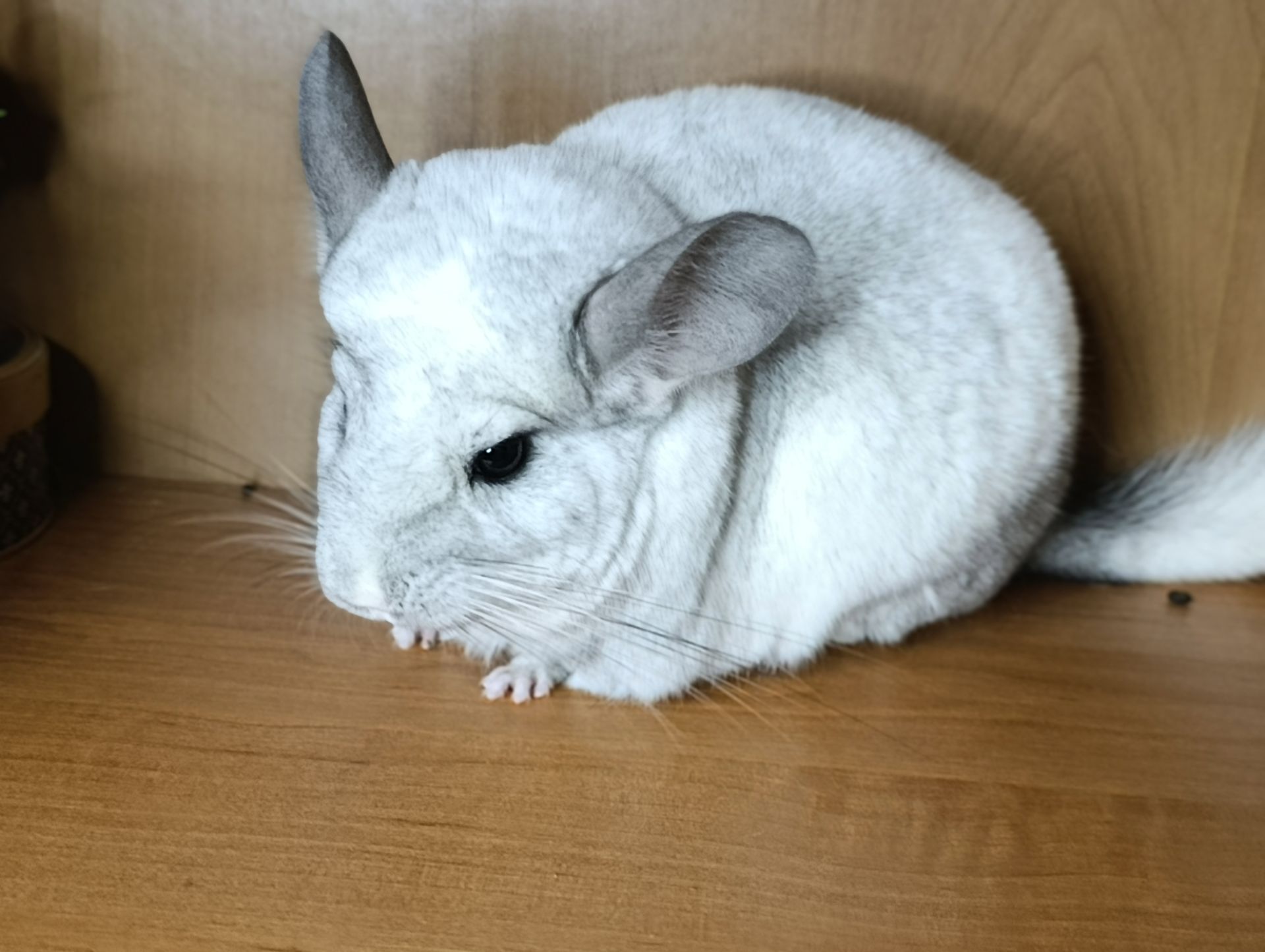 Сім'я шиншил