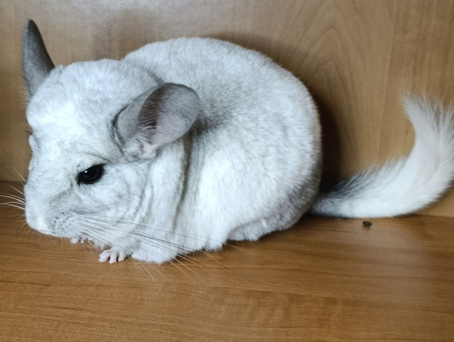 Сім'я шиншил