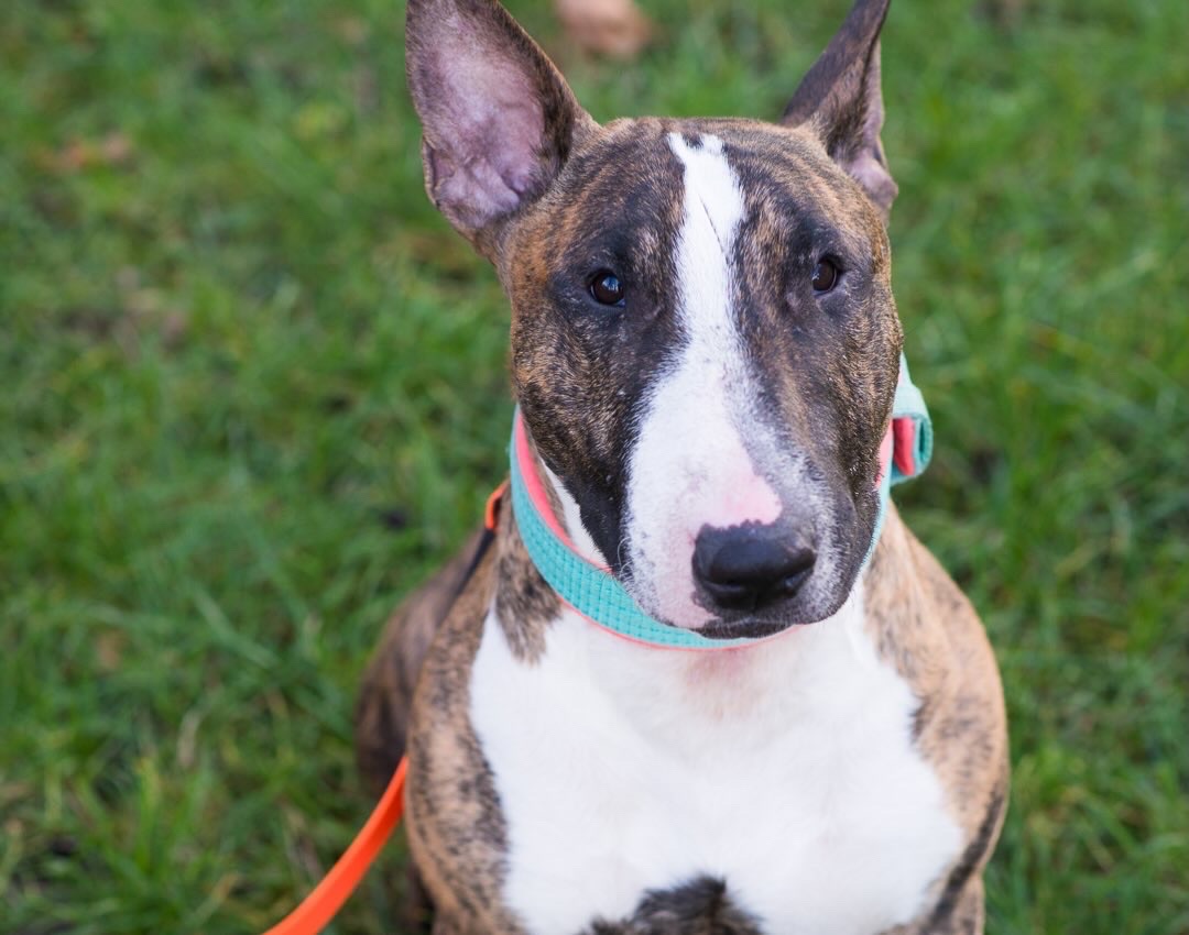 Бультерʼєр шукає дім