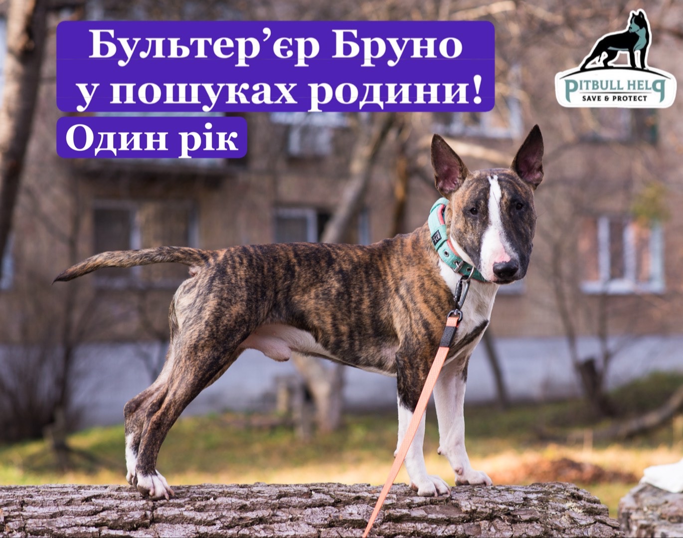 Бультерʼєр шукає дім