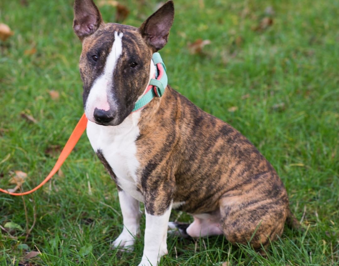 Бультерʼєр шукає дім