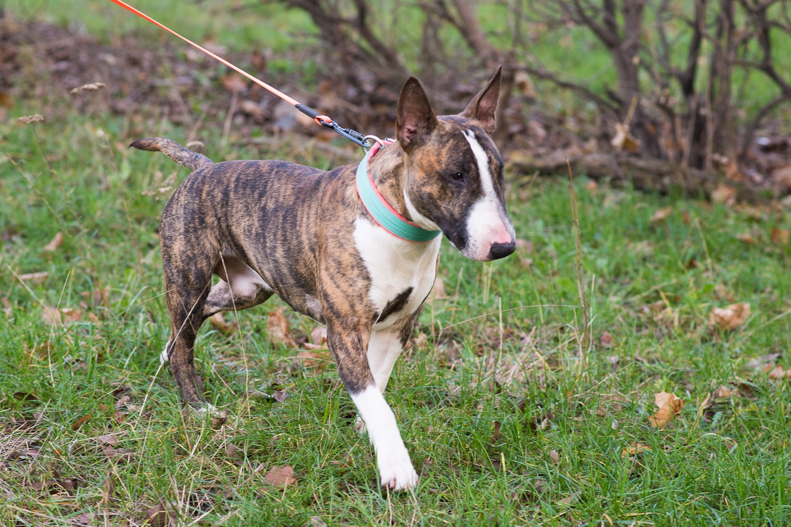 Бультерʼєр шукає дім