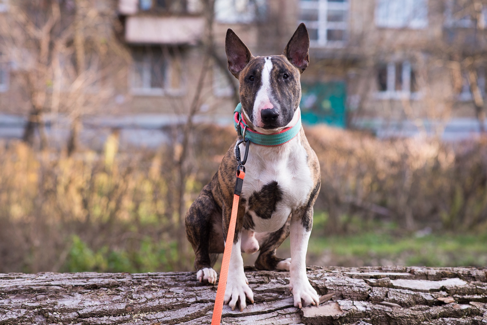 Бультерʼєр шукає дім