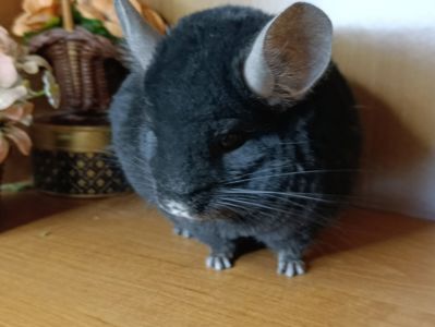 Сім'я шиншил