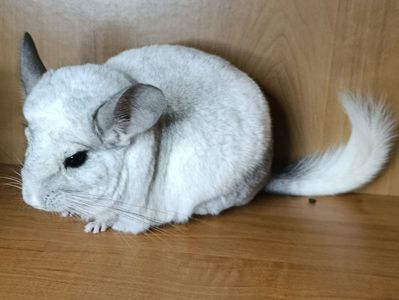 Сім'я шиншил