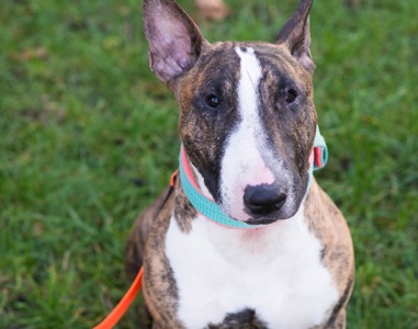 Бультерʼєр шукає дім