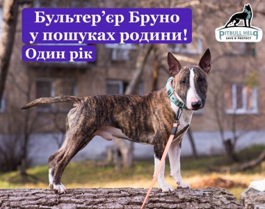 Бультерʼєр шукає дім