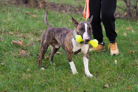 Бультерʼєр шукає дім
