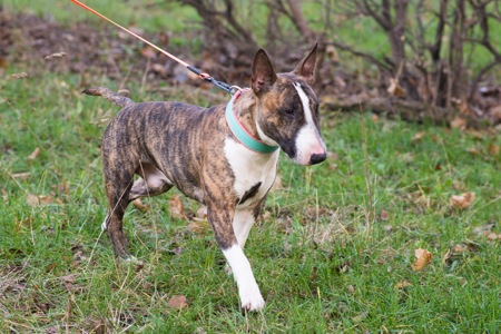 Бультерʼєр шукає дім