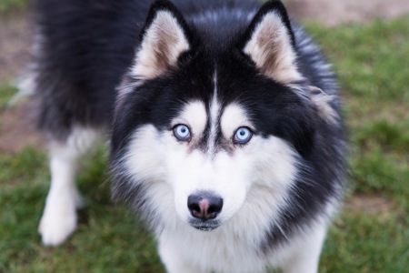 Хаскі Гром шукає дім