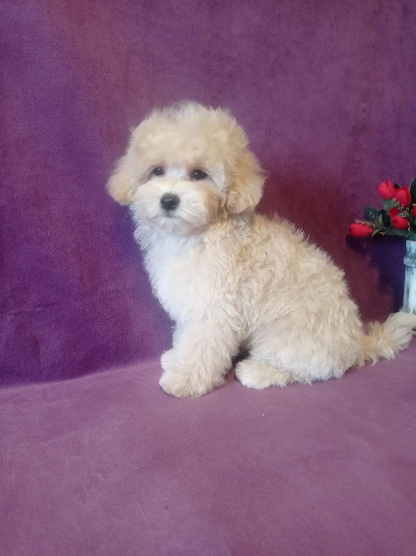 Маленький мальчик