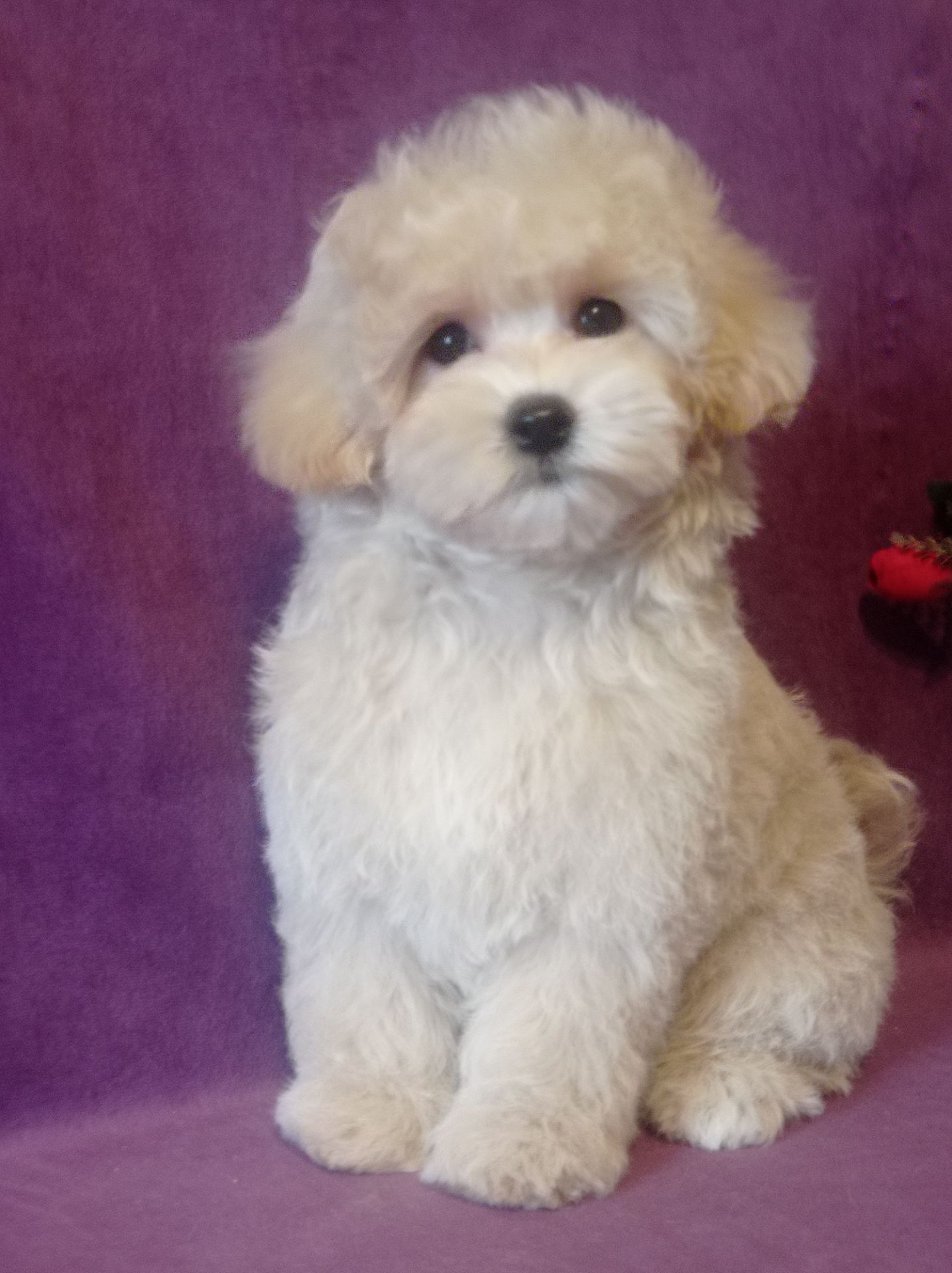 Маленький мальчик