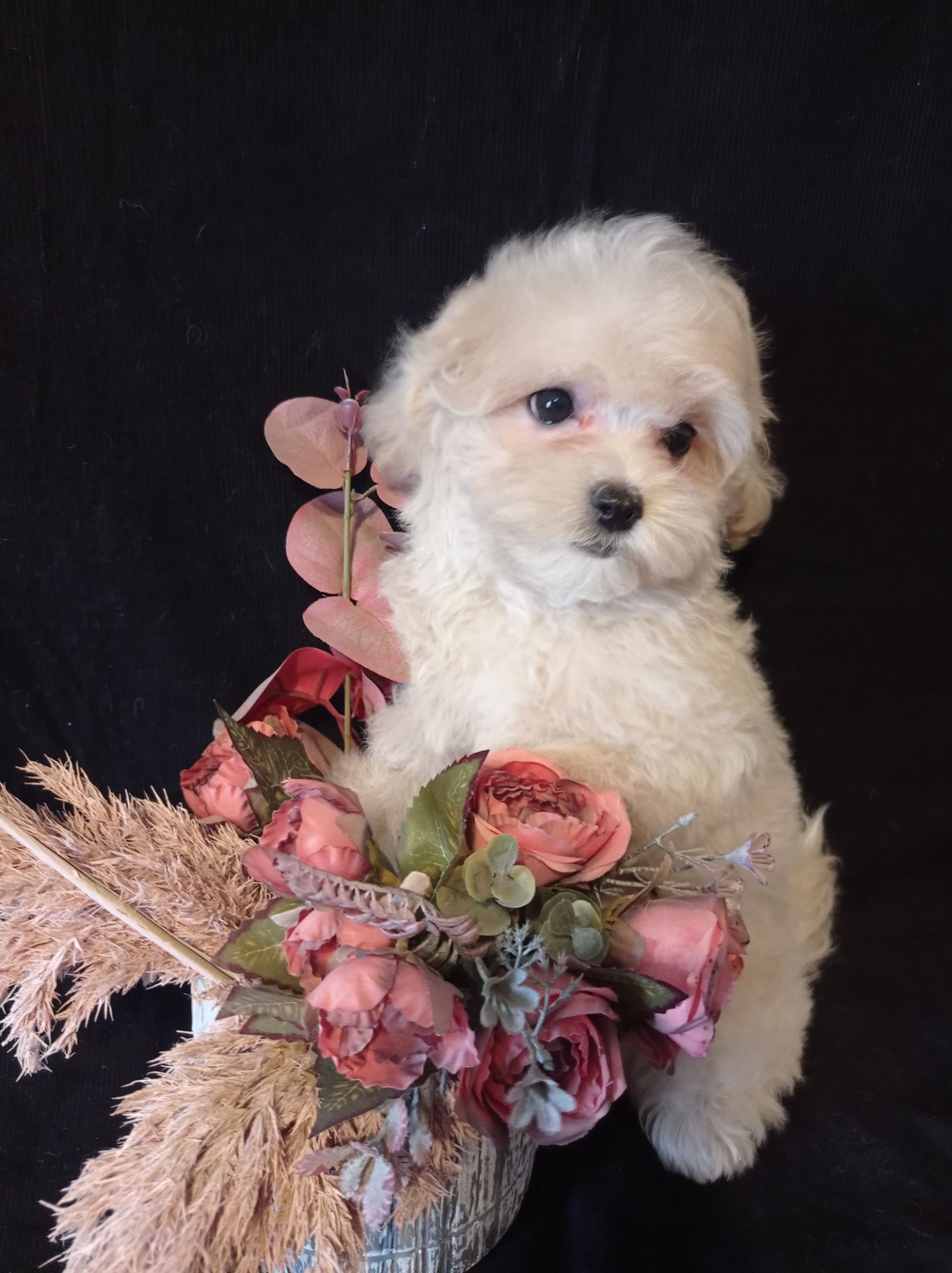 Малыши мини