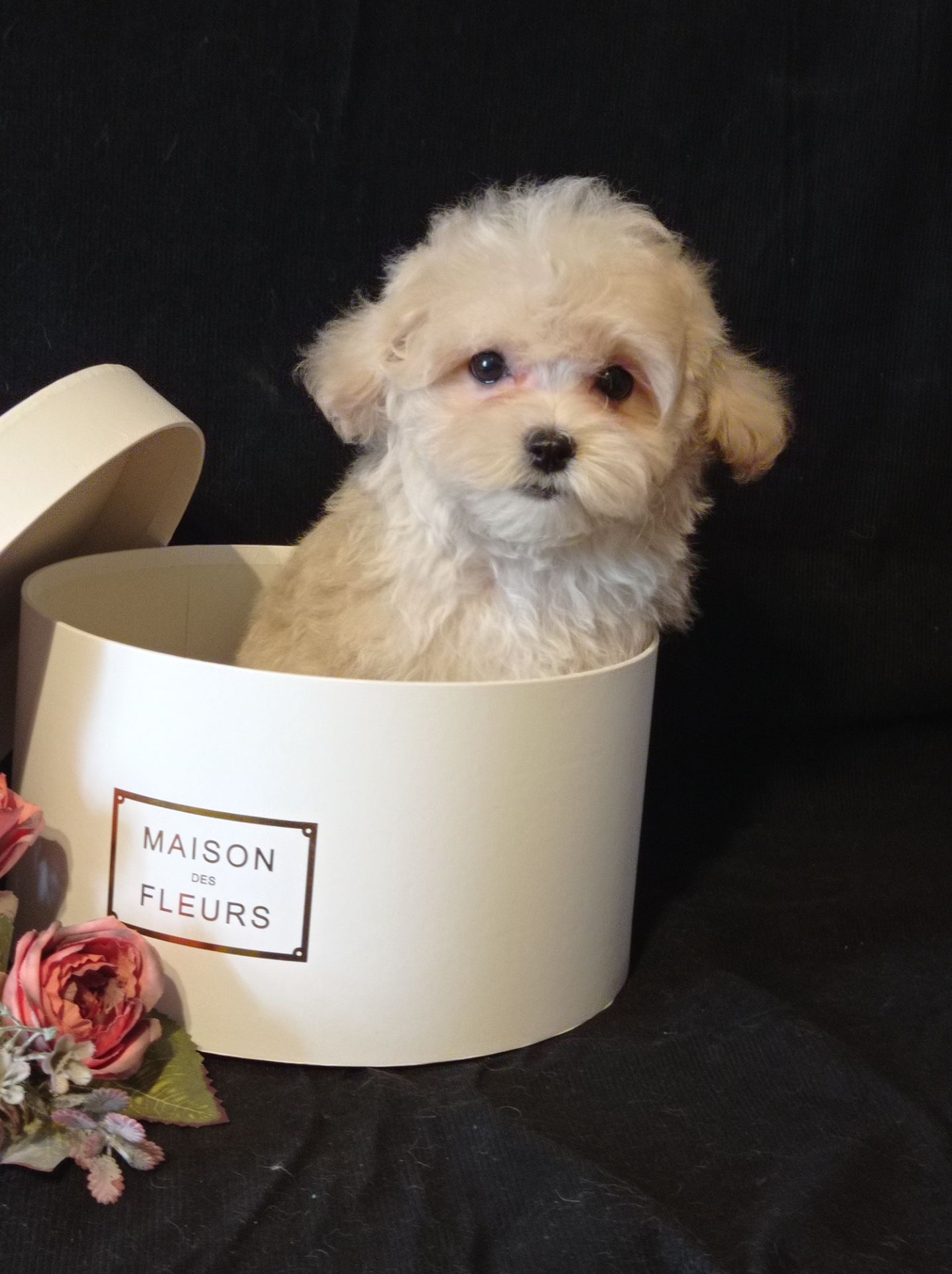 Малыши мини