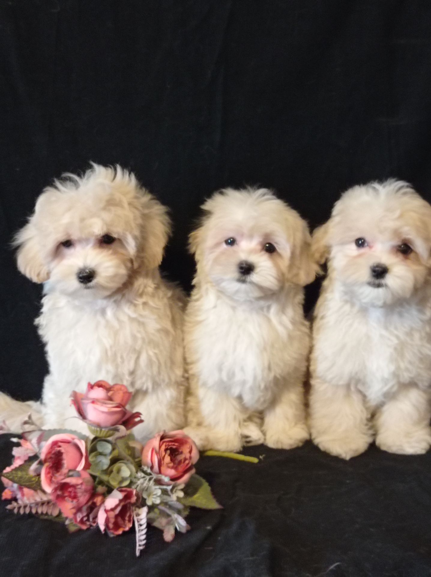 Малыши мини