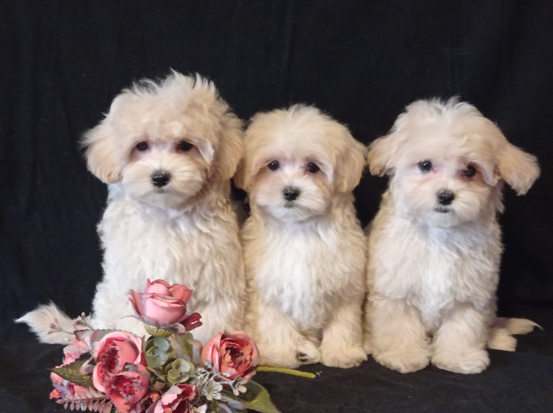 Малыши мини