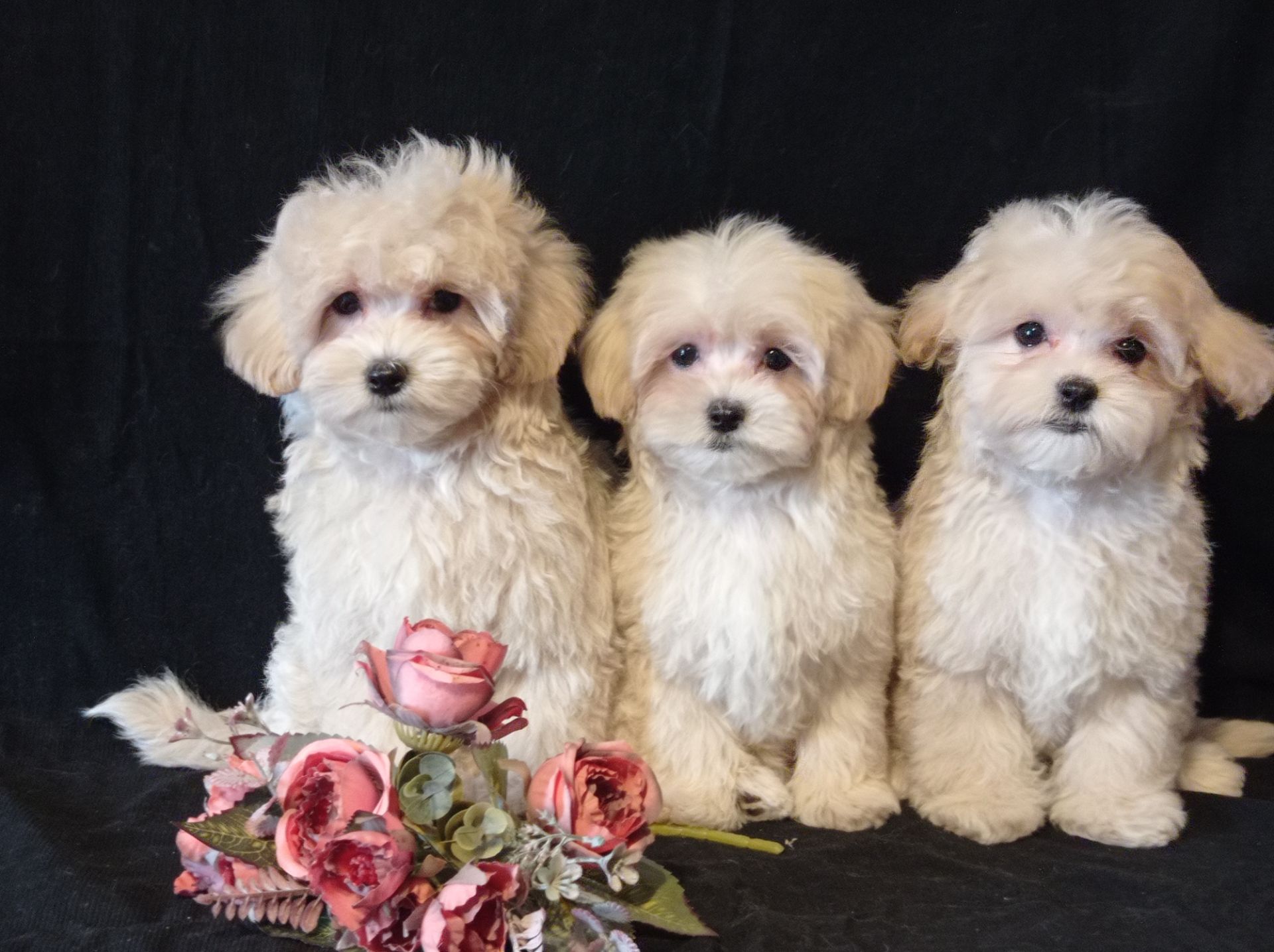 Малыши мини