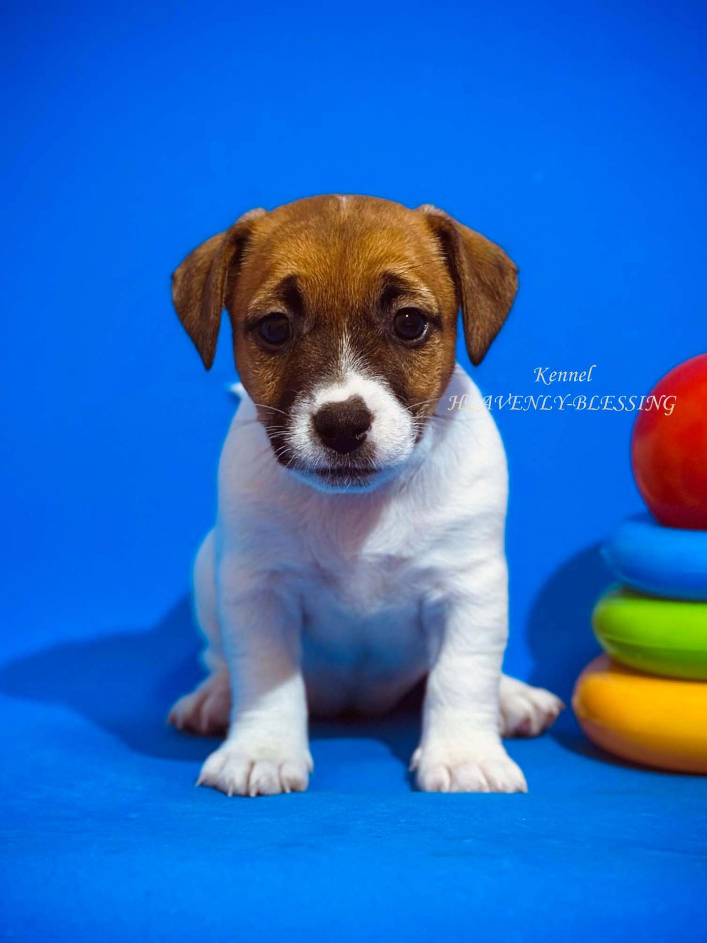 Цуценя джек рассел терʼєра - розкішна дівчинка