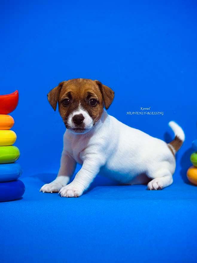 Цуценя джек рассел терʼєра - розкішна дівчинка