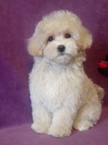 Маленький мальчик