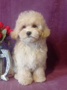 Маленький мальчик