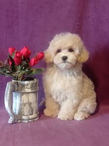 Маленький мальчик