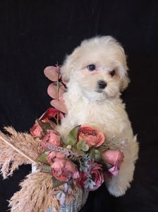 Малыши мини