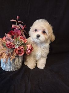 Малыши мини