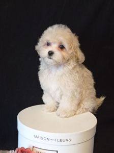 Малыши мини