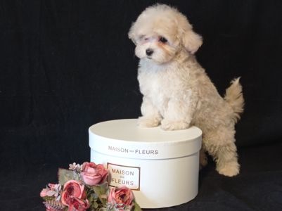 Малыши мини