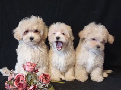 Малыши мини