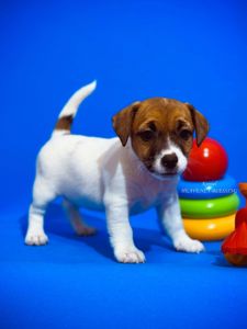 Цуценя джек рассел терʼєра - розкішна дівчинка