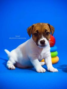 Цуценя джек рассел терʼєра - розкішна дівчинка