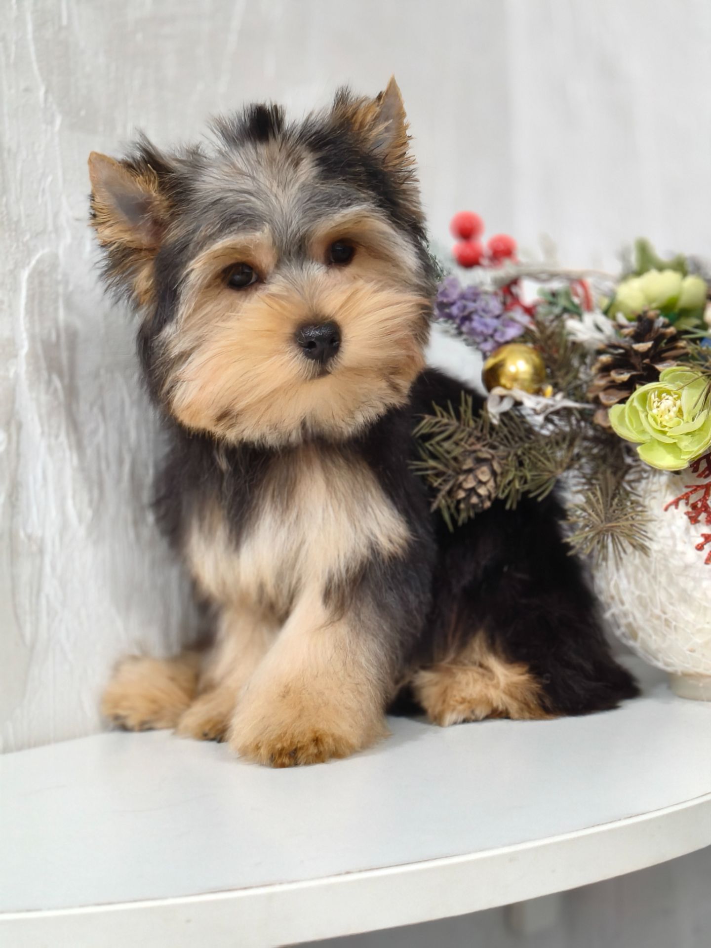 Йоркширский терьер