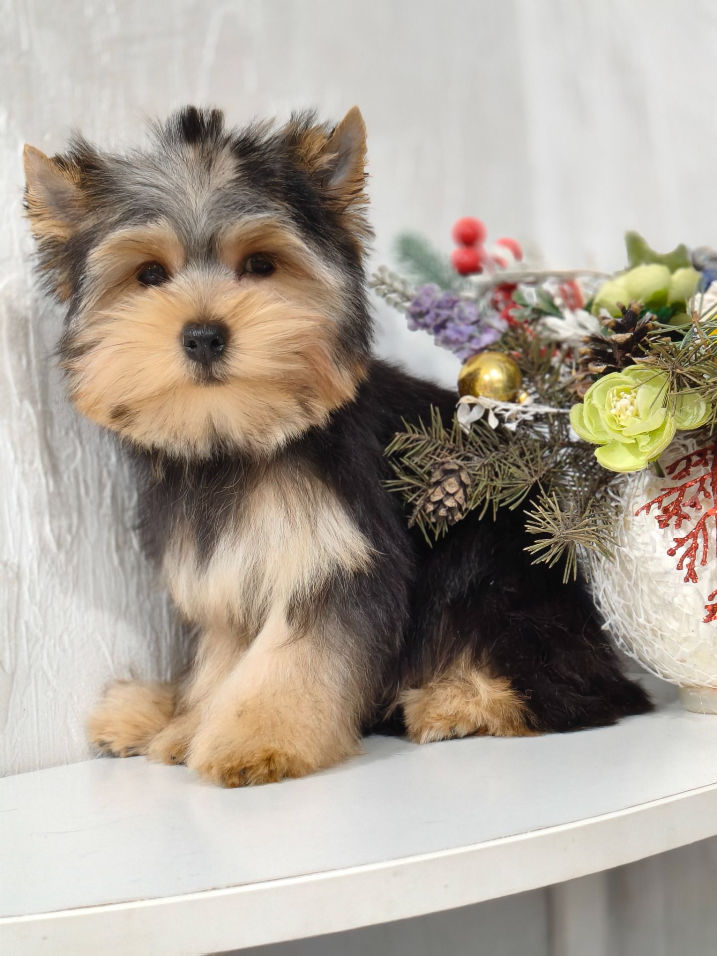 Йоркширский терьер